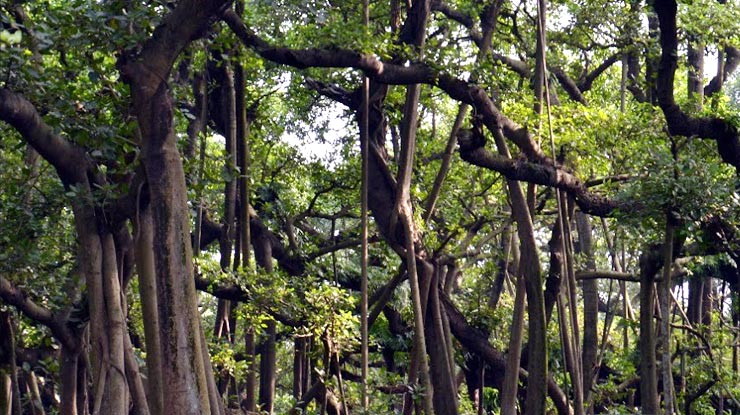 भारत में है विश्व का सबसे विशालकाय बरगद का पेड़ | great banyan tree