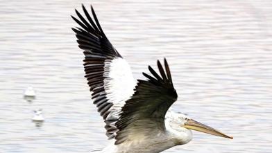 Migratory Birds: आनासागर झील में सुंदर प्रवासी परिंदों का डेरा