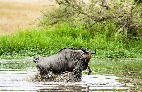 Crocodile and hippo fight