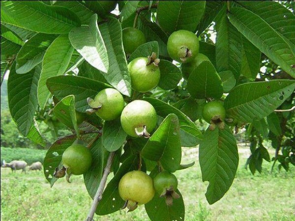 guava tree leaf
