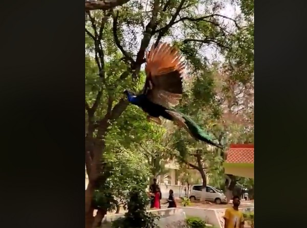Peacock,