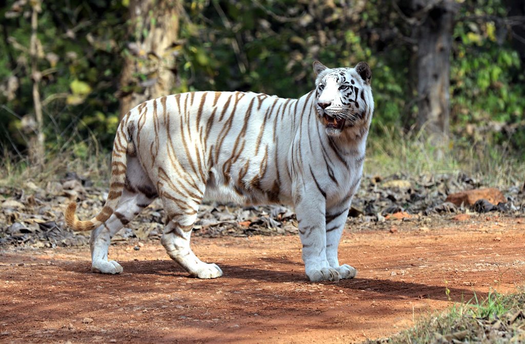 white tiger safari mukundpur .. mukundpur madhya pradesh