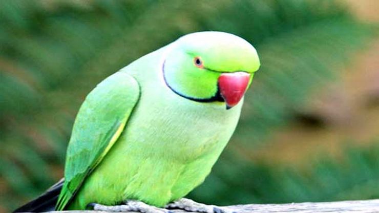 parrot | तोता पालने के 5 फायदे और 1 नुकसान