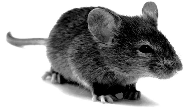 यदि घर में चूहे हो तो क्या होता है? | chuhon Se Jude Shagun apshagun
