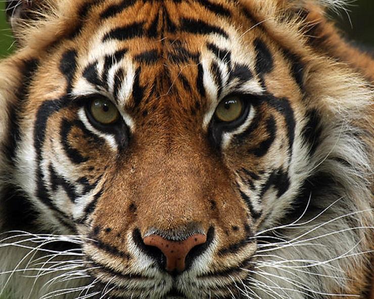 ऐसे करें बाघ, शेर और तेंदुए में फर्क | tiger