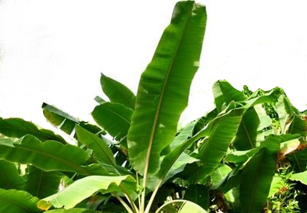 केले का पौधा यदि है घर में तो मिलेंगे 5 चमत्कारिक लाभ | Banana tree benefits