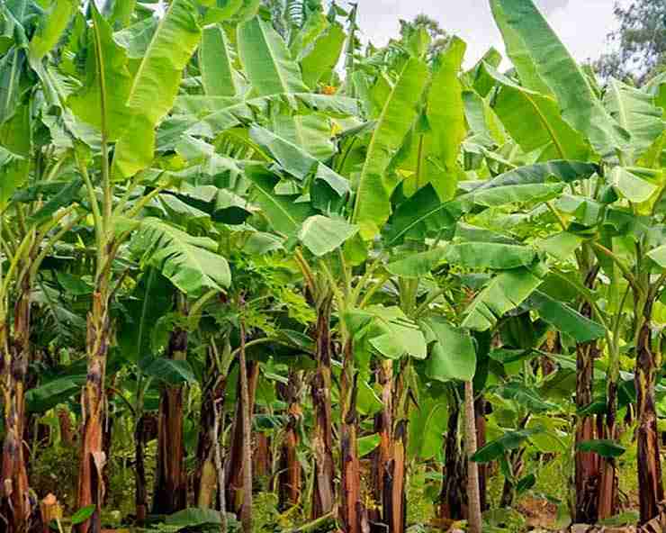 Banana Tree Benefits | केले के पेड़ के 14 चमत्कारिक फायदे, अमीर बना देते  हैं ये वृक्ष