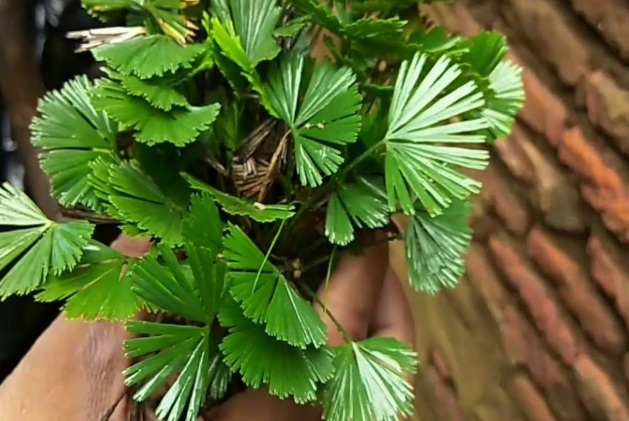 mayur shikha plant