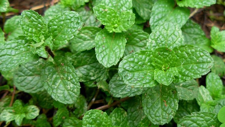Medicinal benefits of mint...!
